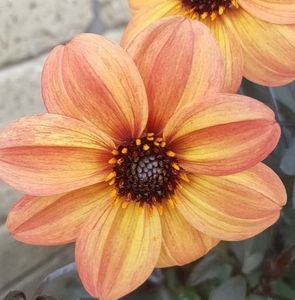 Meet your Posher, Ciara